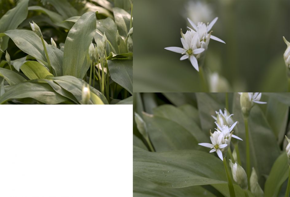 Onbekende plant of toch Bleek bosvogeltje